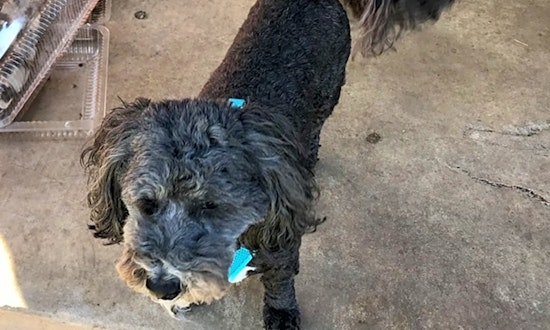 Looking to adopt a pet? Here are 7 cuddly canines to adopt now in Austin