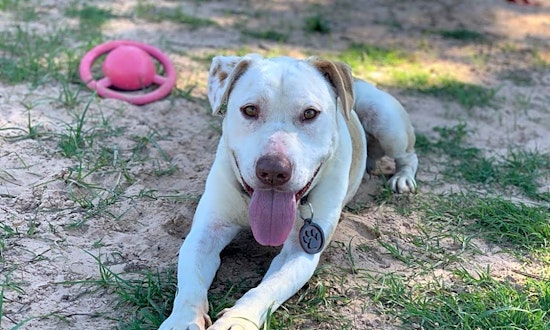 These Denver-based canines are up for adoption and in need of a good home