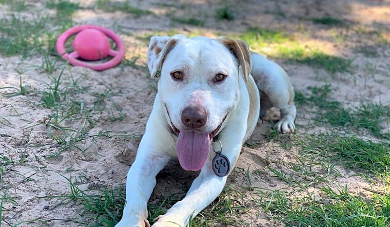 These Denver-based canines are up for adoption and in need of a good home