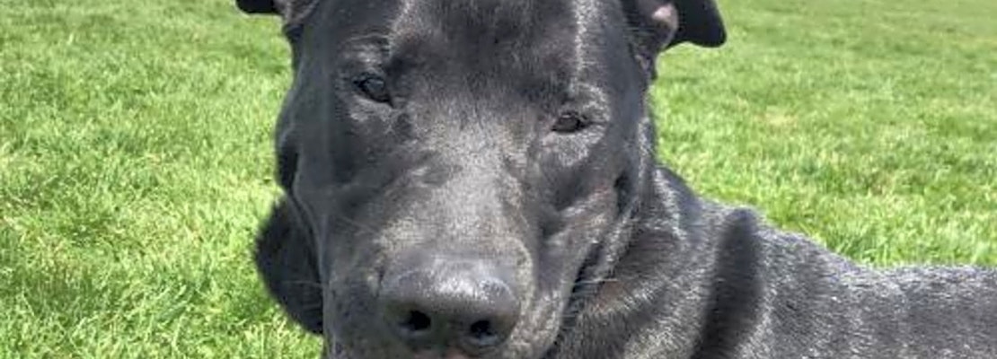 Want to adopt a pet? Here are 3 lovable pups to adopt now in Aurora