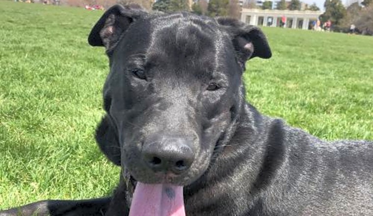 Want to adopt a pet? Here are 3 lovable pups to adopt now in Aurora