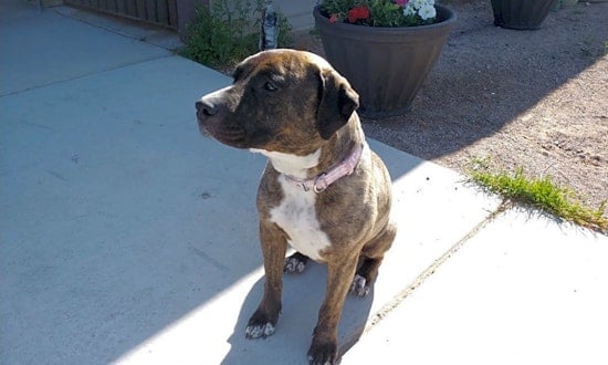 7 cuddly canines to adopt now in Las Vegas