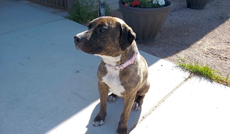 7 cuddly canines to adopt now in Las Vegas