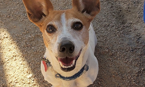 Looking to adopt a pet? Here are 6 cuddly canines to adopt now in Phoenix