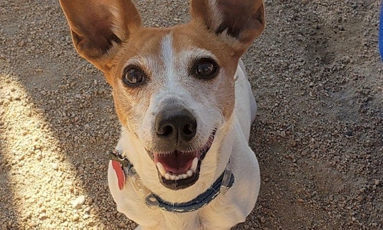 Looking to adopt a pet? Here are 6 cuddly canines to adopt now in Phoenix