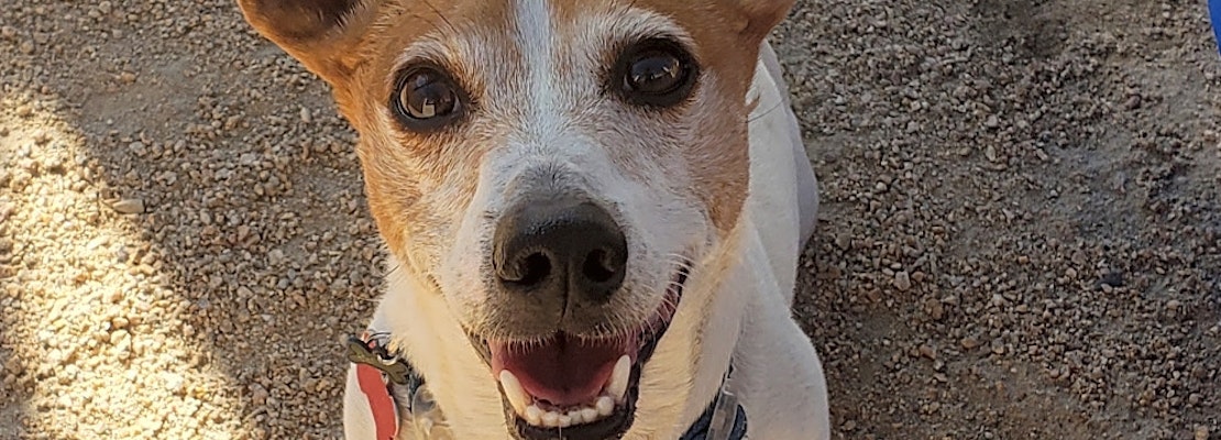 Looking to adopt a pet? Here are 6 cuddly canines to adopt now in Phoenix