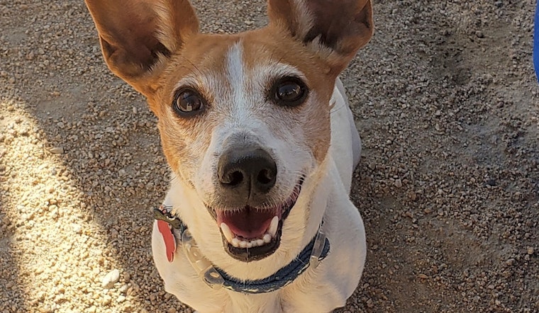 Looking to adopt a pet? Here are 6 cuddly canines to adopt now in Phoenix