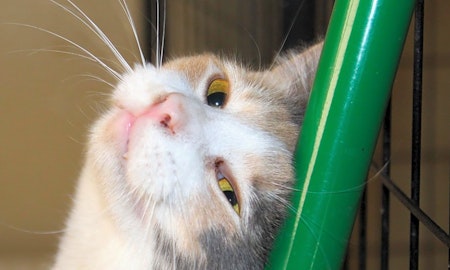 3 cute kitties to adopt now in Mesa