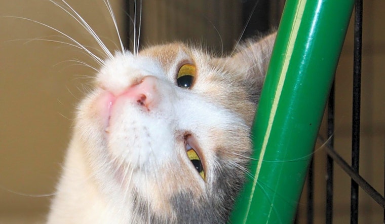 3 cute kitties to adopt now in Mesa