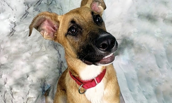 Want to adopt a pet? Here are 5 delightful doggies to adopt now in Los Angeles