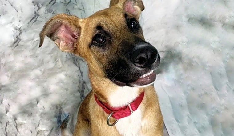 Want to adopt a pet? Here are 5 delightful doggies to adopt now in Los Angeles