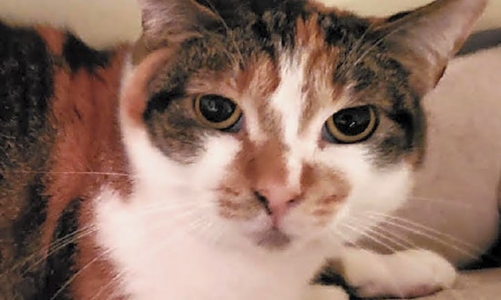 5 lovable cats to adopt in Long Beach