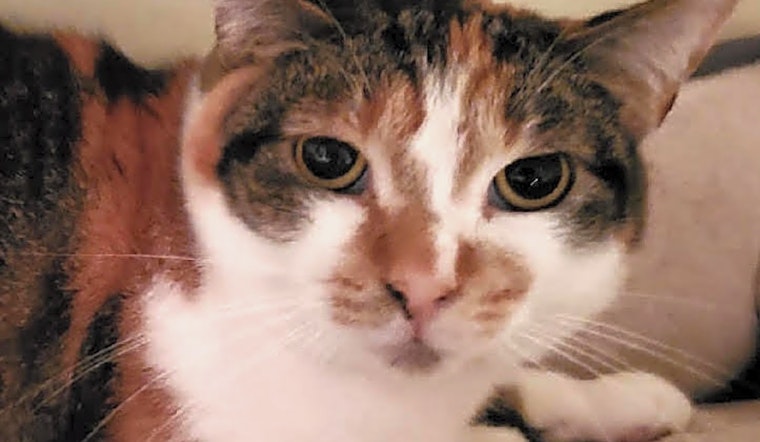 5 lovable cats to adopt in Long Beach