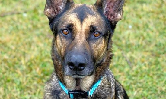 Want to adopt a pet? Here are 6 lovable pups to adopt now in Oakland