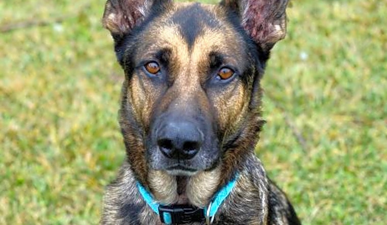 Want to adopt a pet? Here are 6 lovable pups to adopt now in Oakland