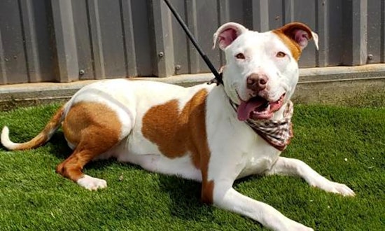Want to adopt a pet? Here are 6 lovable pups to adopt now in Seattle