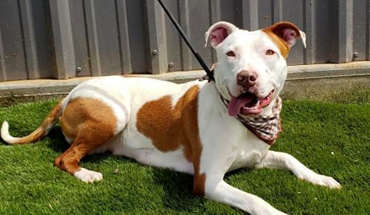 Want to adopt a pet? Here are 6 lovable pups to adopt now in Seattle