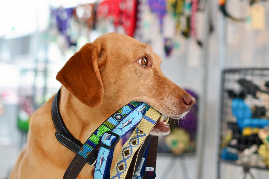 Discover the 4 best pet stores in Fort Worth