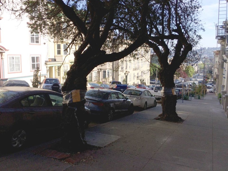 Three More Insect-Infested Trees To Be Removed From Pierce Street