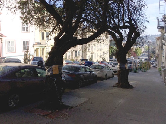 Three More Insect-Infested Trees To Be Removed From Pierce Street