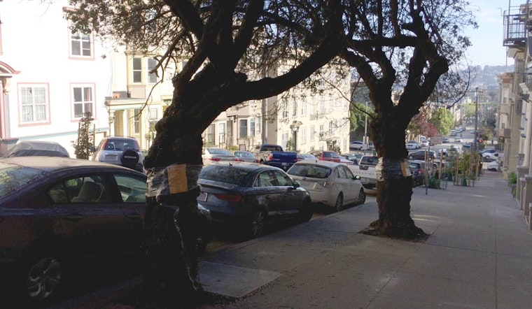 Three More Insect-Infested Trees To Be Removed From Pierce Street