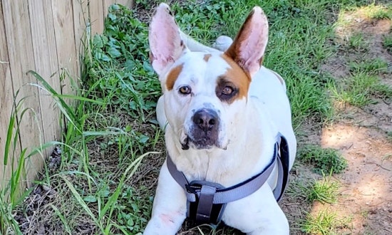 These cuddly Dallas-based canines are up for adoption and in need of good homes