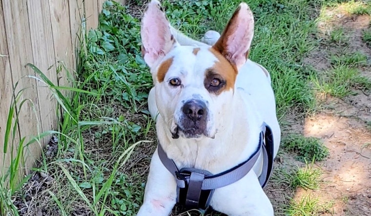 These cuddly Dallas-based canines are up for adoption and in need of good homes