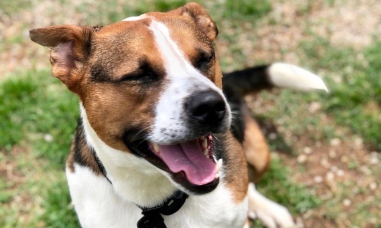 These snuggly Fort Worth-based pups are up for adoption and in need of good homes