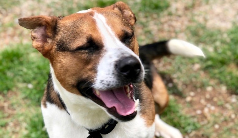These snuggly Fort Worth-based pups are up for adoption and in need of good homes