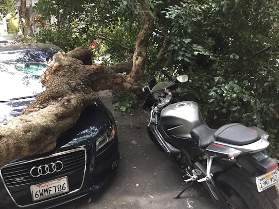 Latest Street Tree To Fall Strikes Duboce Triangle Car