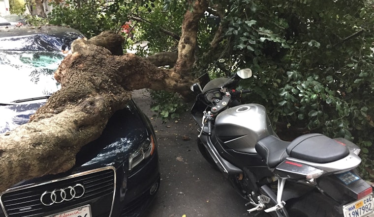 Latest Street Tree To Fall Strikes Duboce Triangle Car