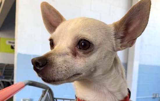 These Portland-based canines are up for adoption and in need of a good home