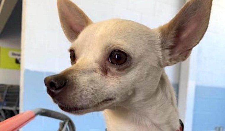 These Portland-based canines are up for adoption and in need of a good home