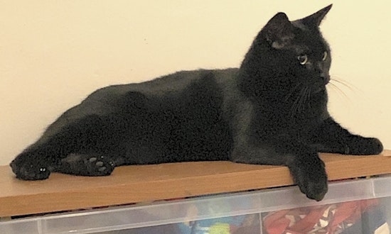 3 furry felines to adopt now in Miami