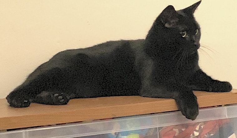 3 furry felines to adopt now in Miami