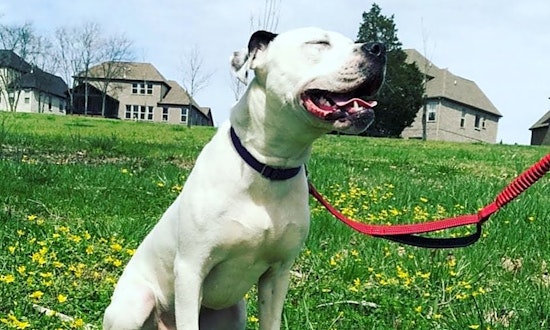 These Nashville-based dogs are up for adoption and in need of a good home