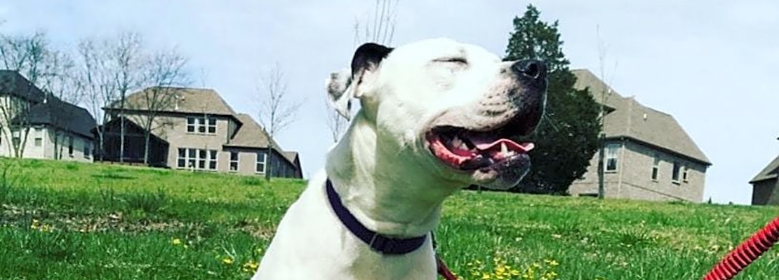 These Nashville-based dogs are up for adoption and in need of a good home