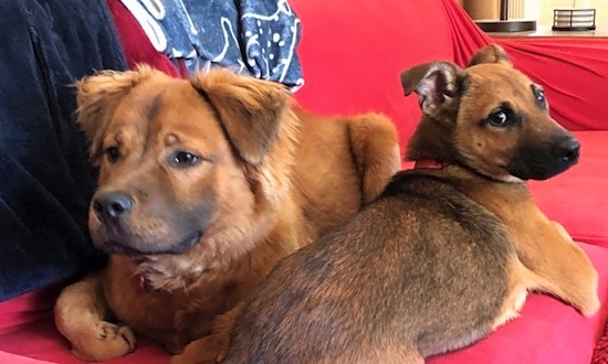 These Atlanta-based pups are up for adoption and in need of a good home