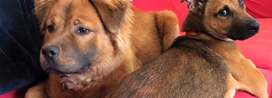 These Atlanta-based pups are up for adoption and in need of a good home