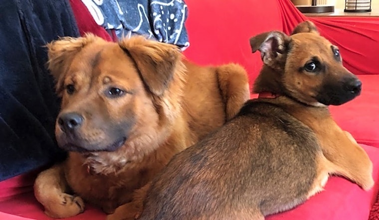 These Atlanta-based pups are up for adoption and in need of a good home