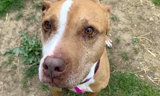 Want to adopt a pet? Here are 3 cuddly canines to adopt now in Philadelphia