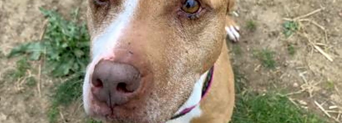 Want to adopt a pet? Here are 3 cuddly canines to adopt now in Philadelphia
