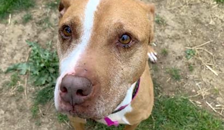Want to adopt a pet? Here are 3 cuddly canines to adopt now in Philadelphia