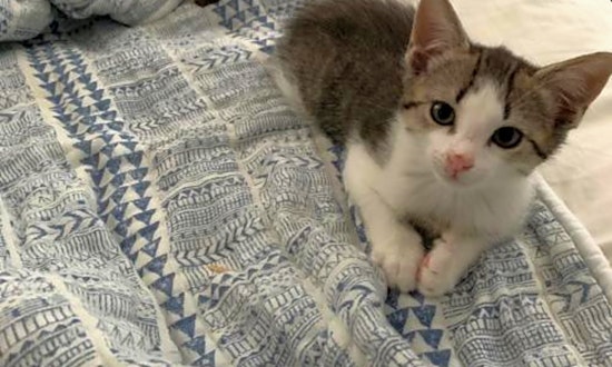 These Orlando-based kittens are up for adoption and in need of a good home