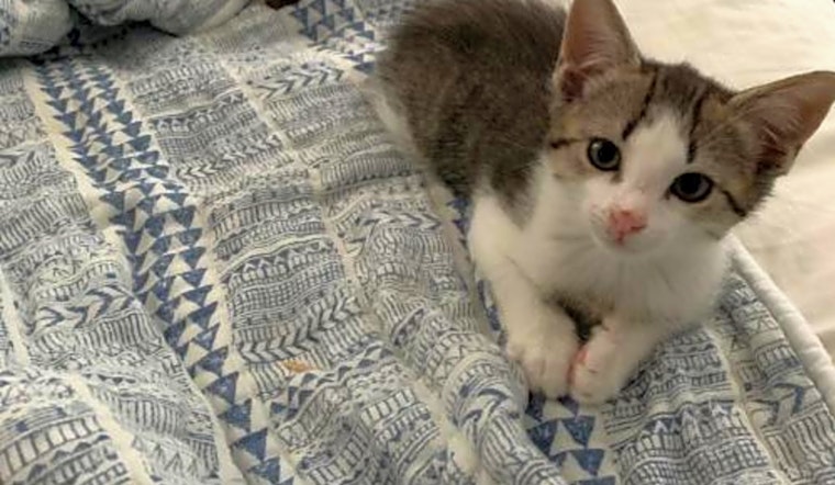 These Orlando-based kittens are up for adoption and in need of a good home