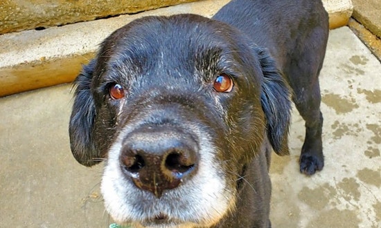 Looking to adopt a pet? Here are 5 delightful doggies to adopt now in Chicago