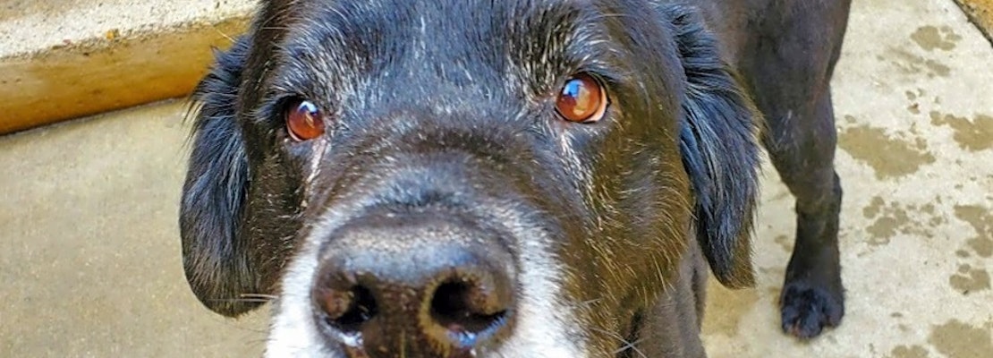 Looking to adopt a pet? Here are 5 delightful doggies to adopt now in Chicago