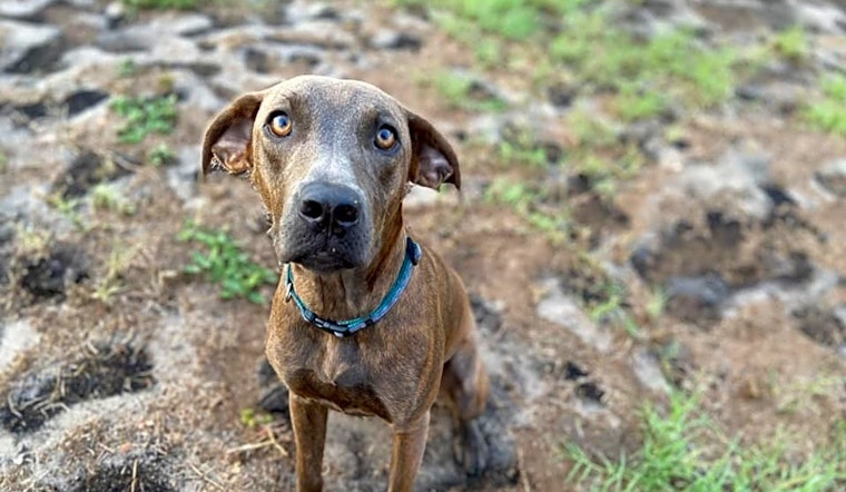 Want to adopt a pet? Here are 6 lovable pups to adopt now in Tampa