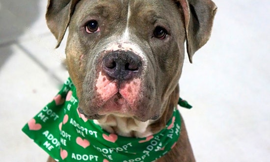 7 cuddly canines to adopt now in New York City