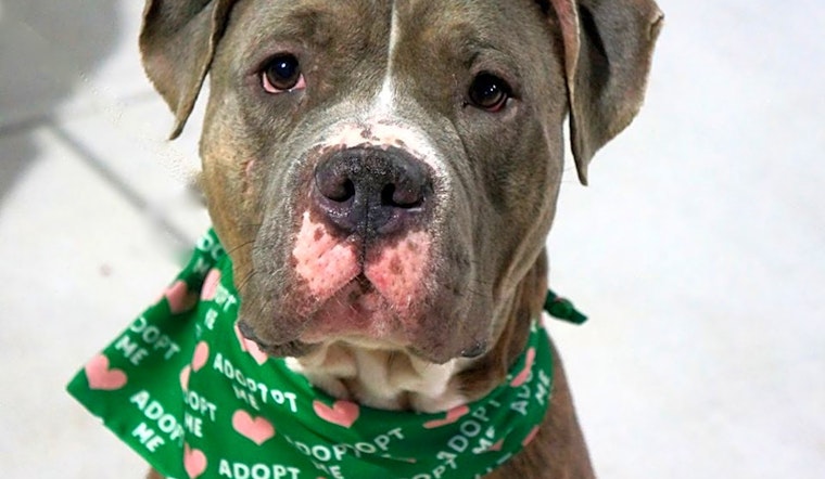 7 cuddly canines to adopt now in New York City